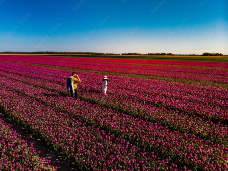 Skagit Valley Tulip Festival: Everything You Ever Wanted to Know