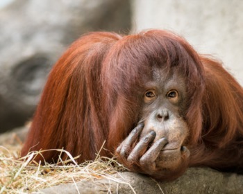 What You Need to Know About the Simon Skjodt International Orangutan Center