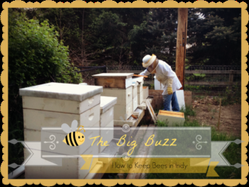 All the Buzz: Beekeeping Basics