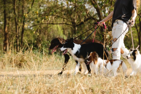 Unleash the Fun: Discover the 5 Best Dog Parks in Richmond, Virginia