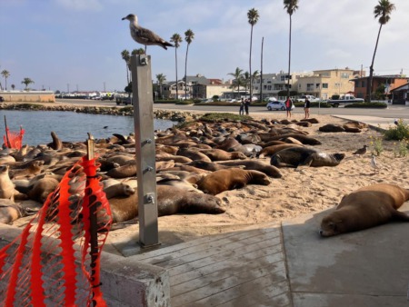 Sea Lion Takeover: Silver Strand Beach in Oxnard Claimed by Hundreds!