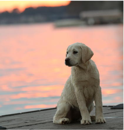 For the Love of Dogs: Pet Friendly Spots Around Lake Oconee and Lake Sinclair
