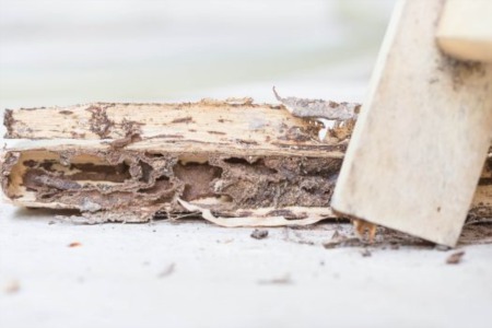 The Importance of Termite Inspections in Home Buying Process