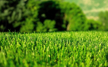 The 5 Best Grass Types for Denver, Co Lawns