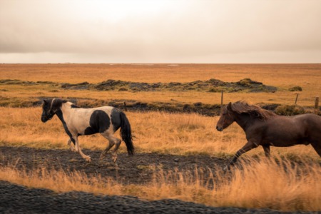 Horse Properties in Denver