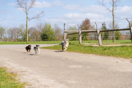 Dog Parks in Highlands Ranch - Dog off leash areas in Highlands Ranch - Hound Hill Dog Park