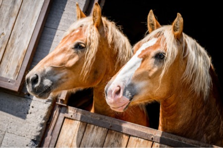 Types of Horses and Equestrian Facilities in Colorado