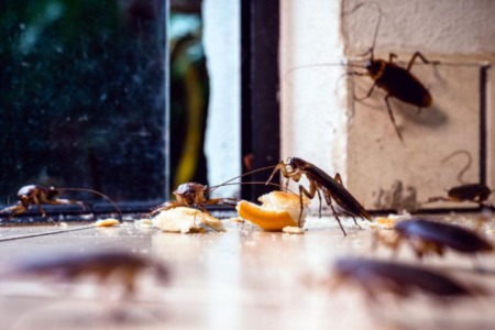 12 Tips for Keeping Bugs Out of Your House