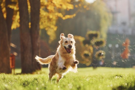Discover the Best Dog Parks in Fort Collins, CO