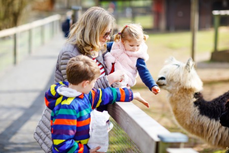 Animal Lovers from Acton Real Estate Visit Sweet Water Alpaca Ranch