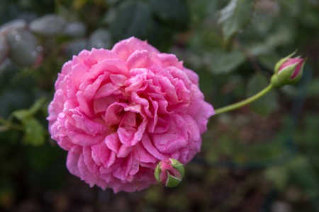 Visit DeBellis Ranch and Find Stunning Flowers and a Beautiful Location