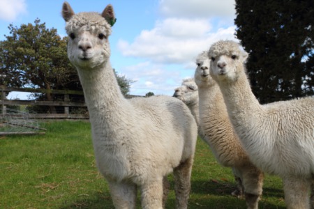 Spend a Day with Alpacas at the Sweet Water Alpaca Ranch