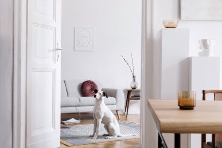 How to prepare your home for a pet?