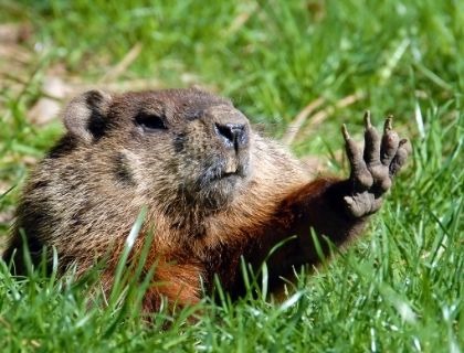 Mark’s Market Update - It’s Like Groundhog Day, Incredible Interest Rates!