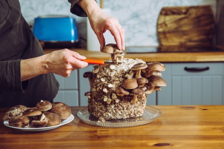 Home Science: Basic Tips To Cultivating Mushrooms at Home 
