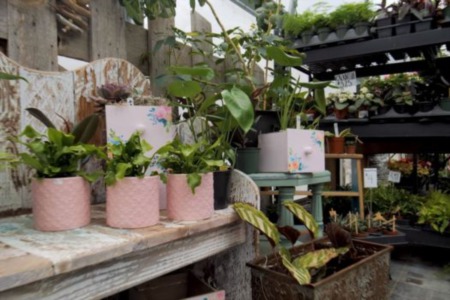 Leave Her Wild Container Design - Spotlight on Alberni
