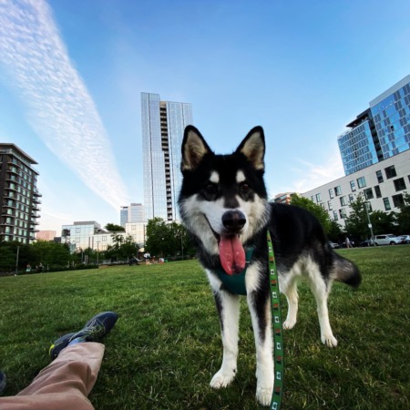 Best Dog-Friendly Condos in the Pearl District