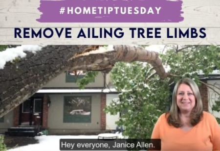 Remove Ailing Tree Limbs
