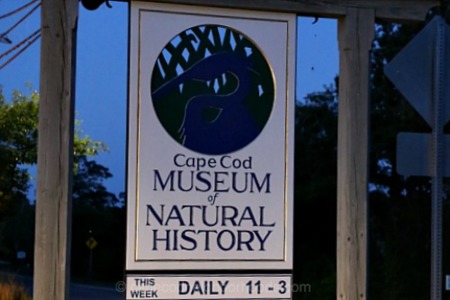 Discover the Cape Cod Museum of Natural History