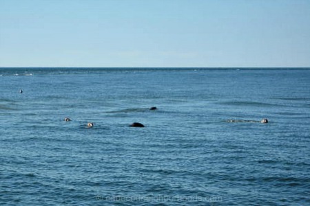 The Ever-Growing Community of Cape Cod Seals