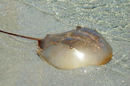 Horseshoe Crabs are Frequent Visitors to Cape Beaches
