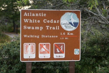 Explore the Atlantic Cedar Swamp Trail in Wellfleet