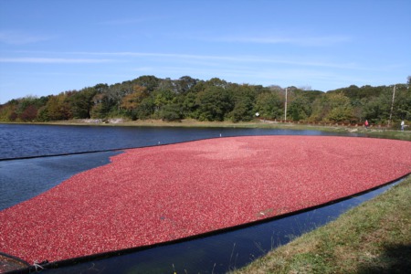 Everything You Need to Know About Cranberries on Cape Cod
