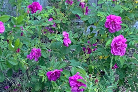 The History Behind the Rosa Rugosa “Beach Flowers” on Cape Cod