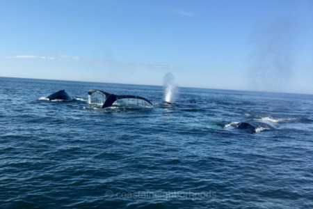 Where to Whale-Watching on Cape Cod 