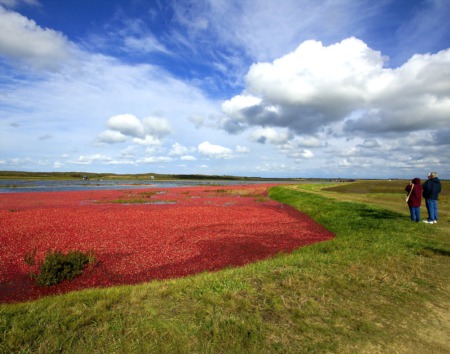 Where on the Cape to See the Iconic Cranberry Bogs