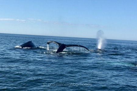 Exploring the Special Connection Between Whales and Cape Cod 