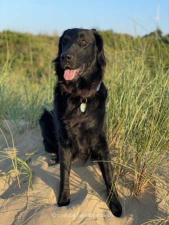 The 5 Best Activities to Do with Your Dog in Ptown