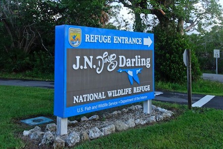 J.N. “Ding” Darling Is A Must Visit On Sanibel
