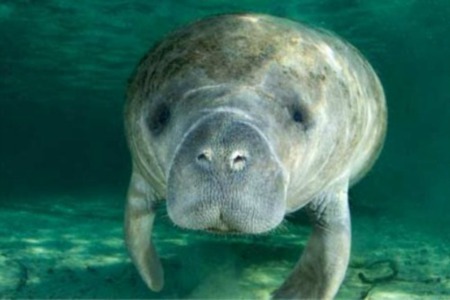 Just What Are Manatees?