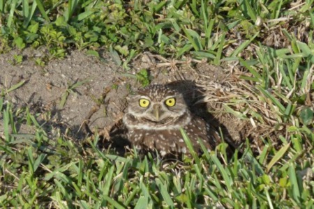 Cape Coral Burrowing Owl Festival