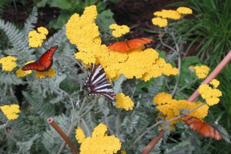 Butterfly House at Rotary Park in Cape Coral
