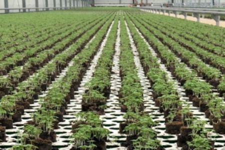 Farm of the Future Calls Babcock Ranch Home