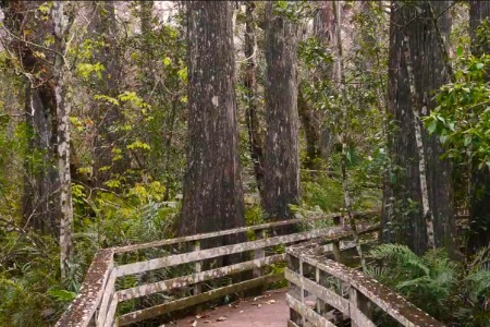 Corkscrew Swamp Sanctuary Offers Natural Beauty