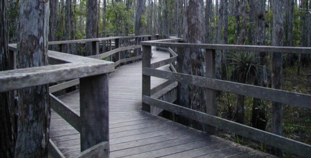 Corkscrew Swamp Sanctuary: A Walk on the Wild Side