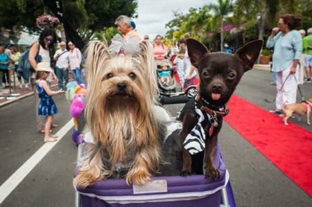 Annual Pet Parade on Third is Fan Favorite 