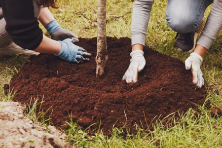 Plant New Trees in Your Backyard