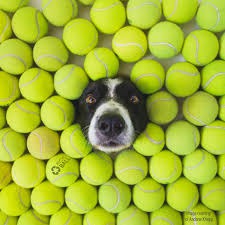 What to Do With Your Old Tennis Balls? 