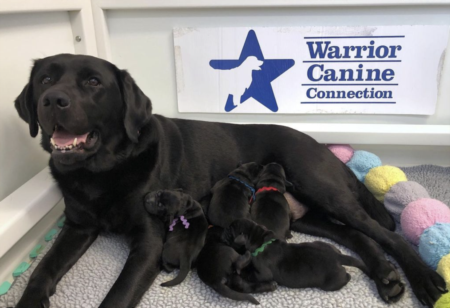 Finding Puppy Love at Warrior Canine Connection
