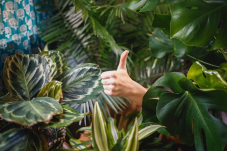 5 No Fuss Houseplants That Don't Care About Your Green Thumb (or Lack Thereof) 