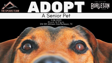 Adopt a Senior Pet Month November 2023