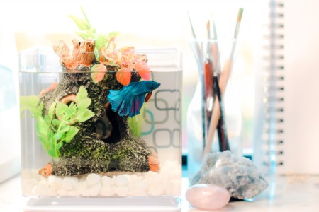 The Ultimate Guide To Keeping Fish In Kids' Room Or Small Spaces 