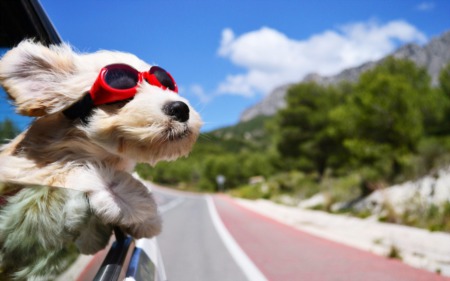 Fido-Friendly Fun: 10 Pet Friendly Day Trips to Take in NOVA