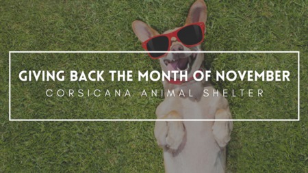Show Some Love to Local Animals This November | The Texas Living Realty Group