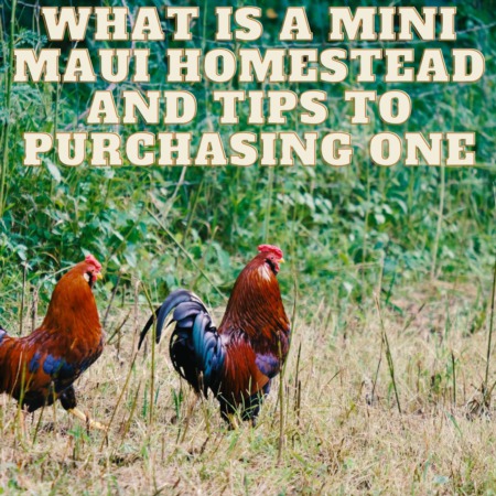 What is a Mini Maui Homestead and Tips to Purchasing One