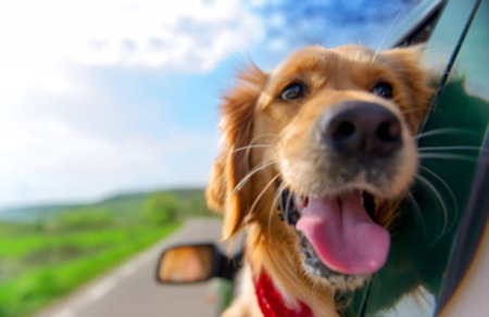 Dog-Friendly Destin